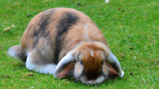 Widderkaninchen (12).jpg